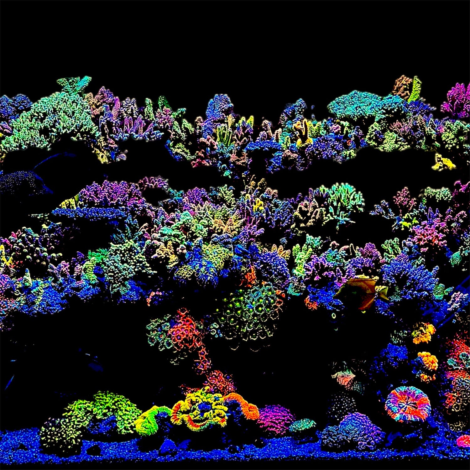 Accessori per vasca, pesci e coralli