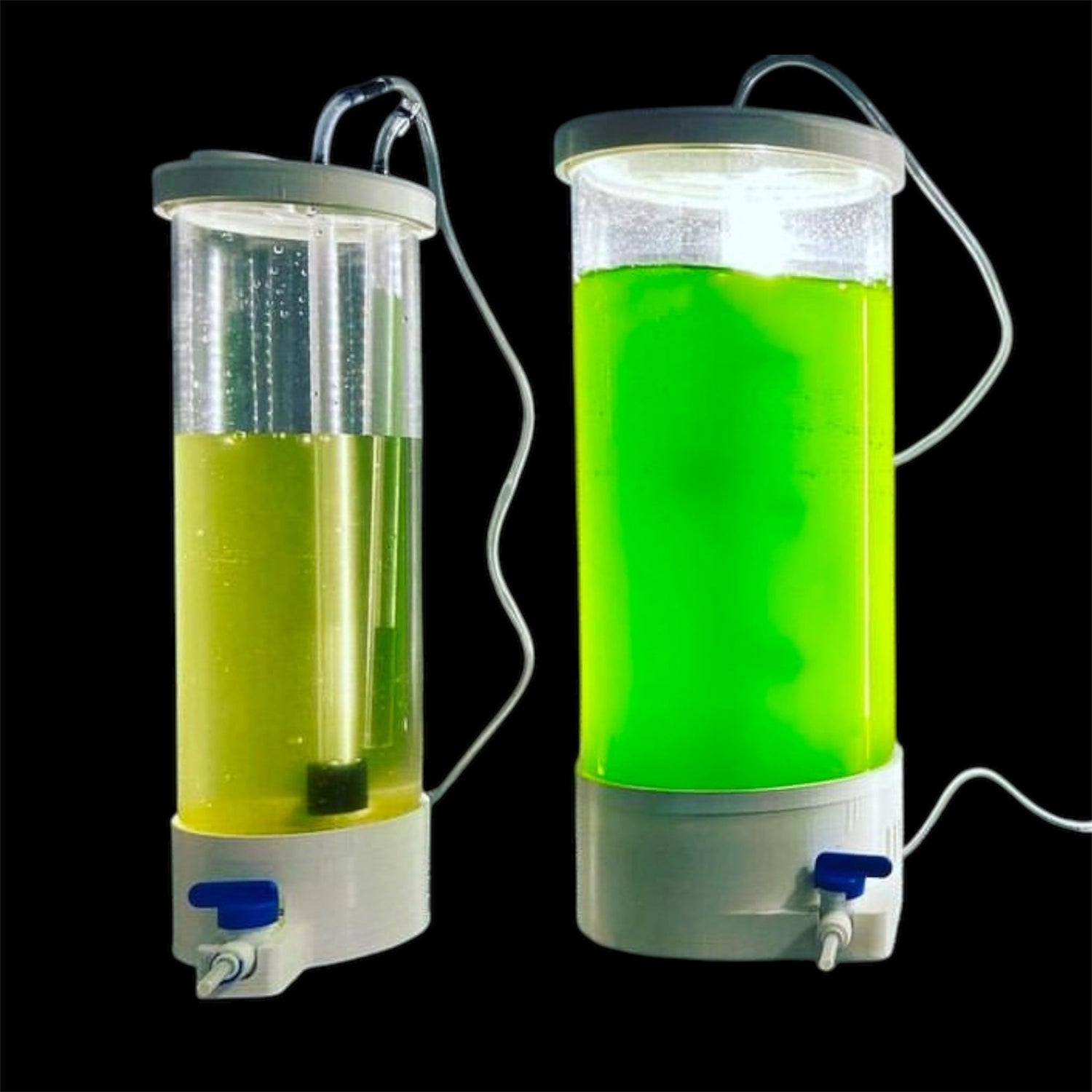 Allevamento fitoplancton e zooplancton